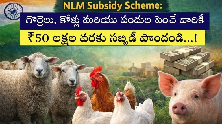 NLM Subsidy Scheme